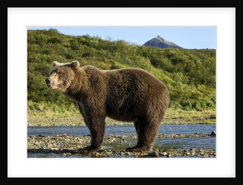 Brown Bear, Katmai National Park, Alaska by Anonymous