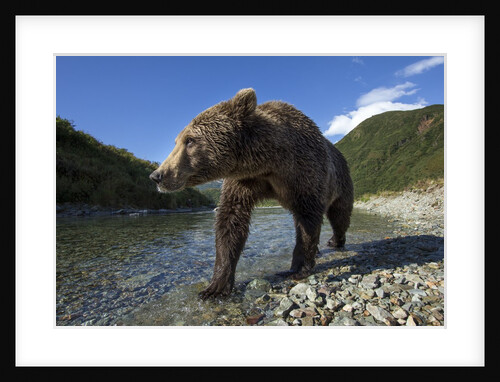 Brown Bear, Katmai National Park, Alaska by Anonymous