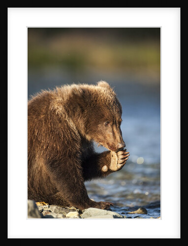 Brown Bear Cub, Katmai National Park, Alaska by Anonymous