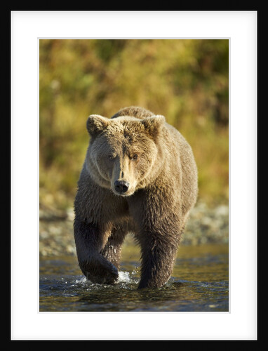 Brown Bear, Katmai National Park, Alaska by Anonymous