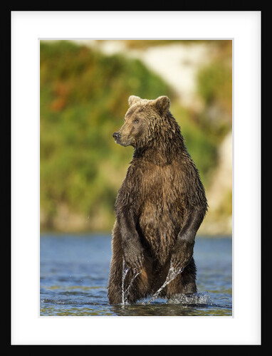 Brown Bear, Katmai National Park, Alaska by Anonymous