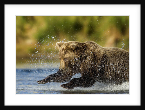 Brown Bear, Katmai National Park, Alaska by Anonymous