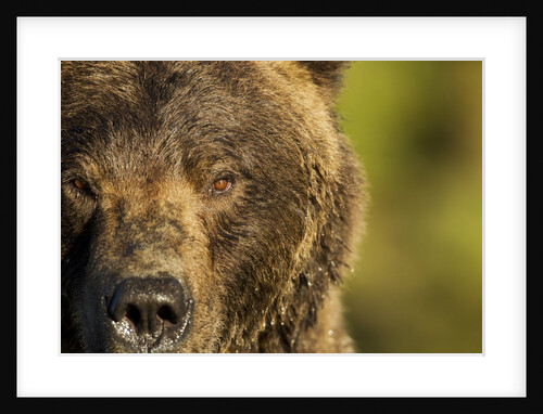 Brown Bear, Katmai National Park, Alaska by Anonymous