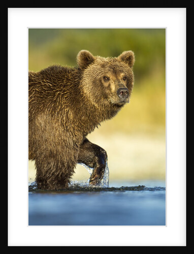 Brown Bear, Katmai National Park, Alaska by Anonymous