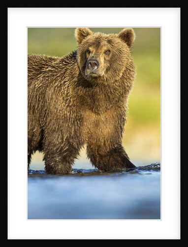 Brown Bear, Katmai National Park, Alaska by Anonymous