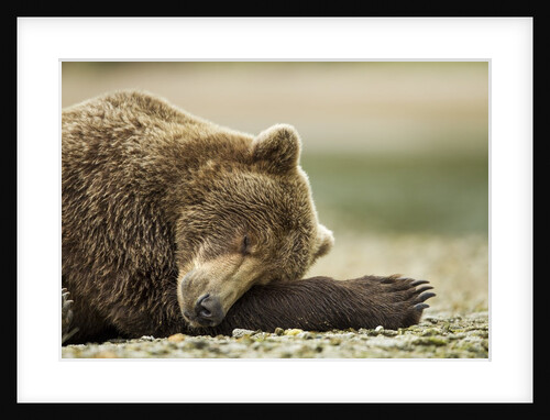 Sleeping Brown Bear, Katmai National Park, Alaska by Anonymous