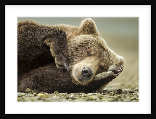 Sleeping Brown Bear, Katmai National Park, Alaska by Anonymous