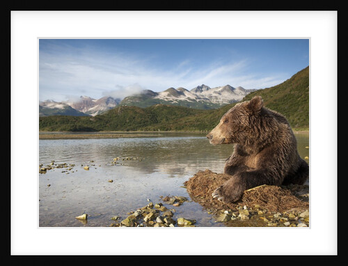 Brown Bear, Katmai National Park, Alaska by Anonymous