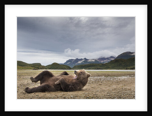 Brown Bear, Katmai National Park, Alaska by Anonymous