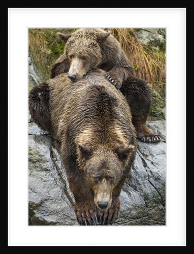 Brown Bear Mother and Cub, Katmai National Park, Alaska by Anonymous