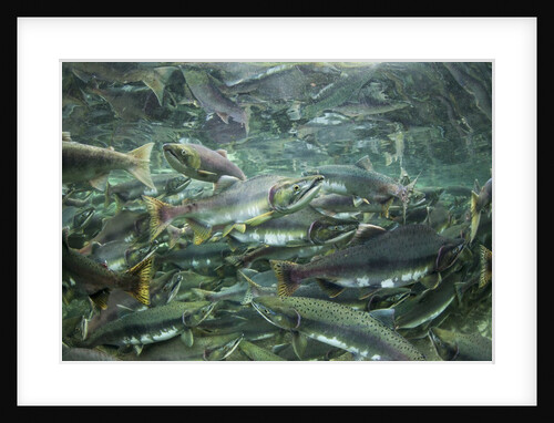 Spawning Salmon, Katmai National Park, Alaska by Anonymous