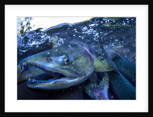 Spawning Salmon, Katmai National Park, Alaska by Anonymous