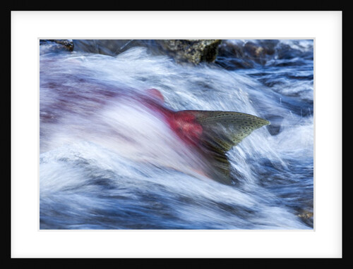 Spawning Salmon, Katmai National Park, Alaska by Anonymous