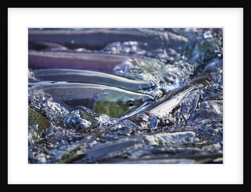 Spawning Salmon, Katmai National Park, Alaska by Anonymous