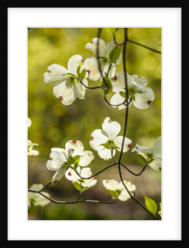 Dogwood tree flowers by Anonymous