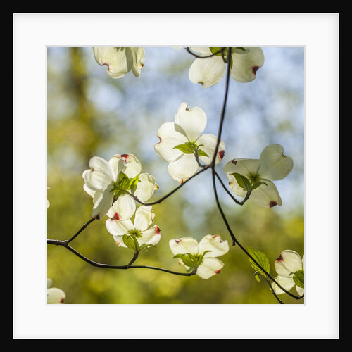 Dogwood tree flowers by Anonymous