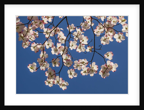 Dogwood tree flowers by Anonymous