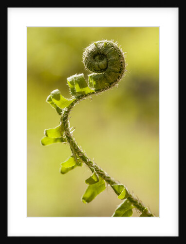 Fiddlehead Fern by Anonymous