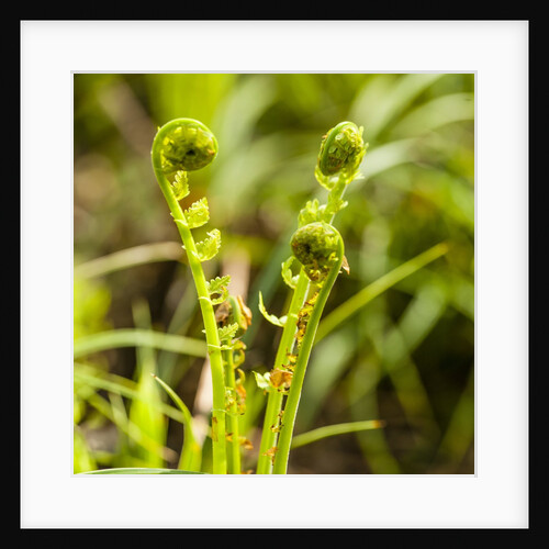 Fiddlehead Fern by Anonymous