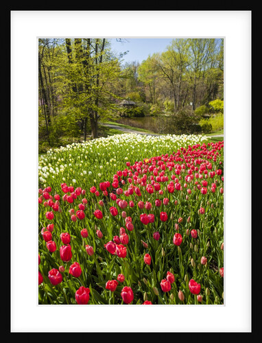 Red Tulip in Bloom by Anonymous
