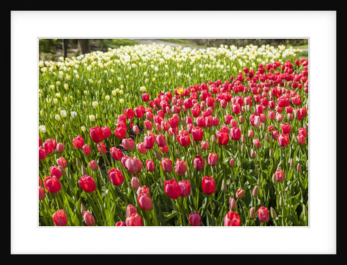 Red Tulip in Bloom by Anonymous