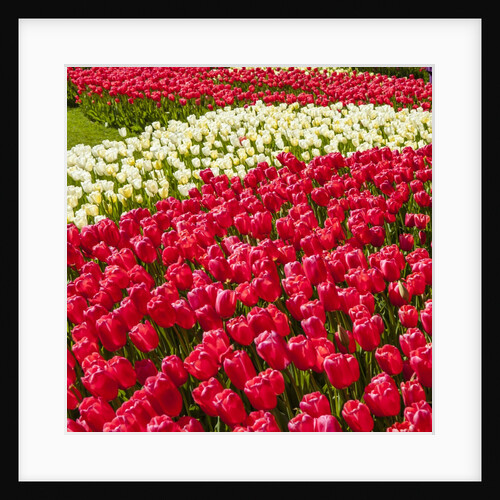 Red Tulip in Bloom by Anonymous