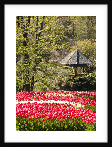 Red Tulip in Bloom by Anonymous