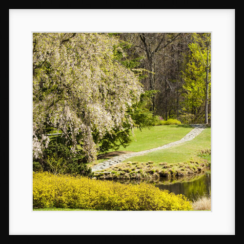 Yellow Forsythia and garden path by Anonymous