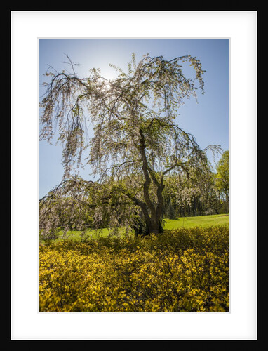 Cherry blossoma and Forsythia bush by Anonymous