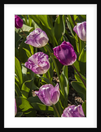 Purple Tulips in Bloom by Anonymous