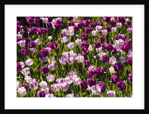 Purple Tulips in Bloom by Anonymous