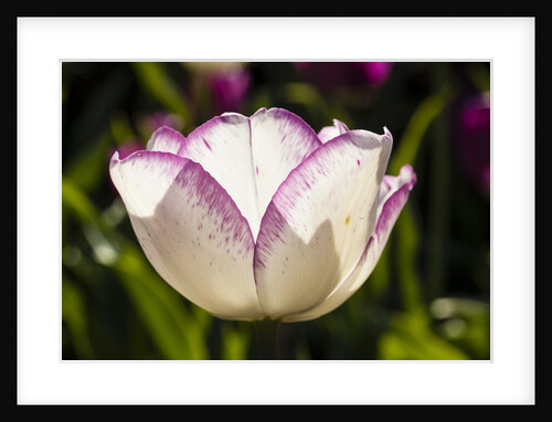 Purple Tulips in Bloom by Anonymous