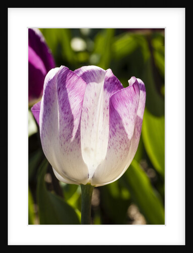 Purple Tulips in Bloom by Anonymous