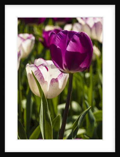 Purple Tulips in Bloom by Anonymous