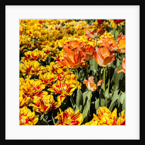 Yellow and Orange Tulips in Bloom by Anonymous