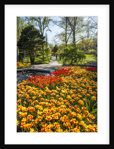 Yellow and Orange Tulips in Bloom by Anonymous
