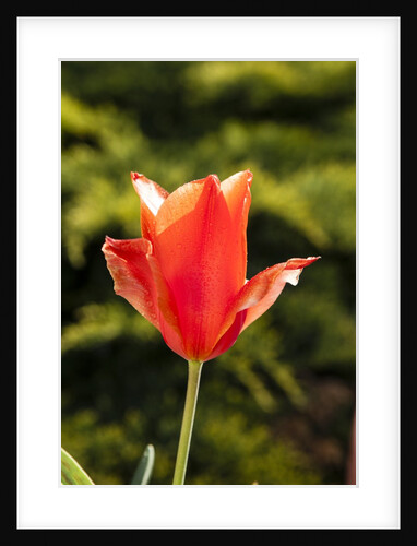 Red Tulip in Bloom by Anonymous