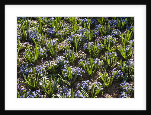 Pansy flowers and hyacinth leaves by Anonymous