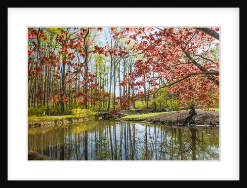 Japanese Maple and pond in spring by Anonymous