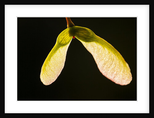 Maple tree seeds backlit by Anonymous