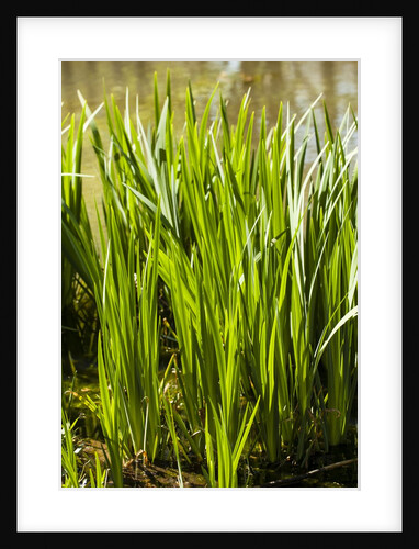 Crinum Lilies grow in pond by Anonymous