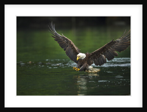 Bald Eagle, British Columbia, Canada by Anonymous