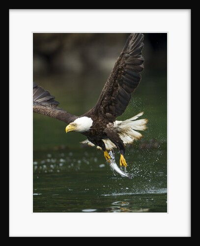 Bald Eagle, British Columbia, Canada by Anonymous