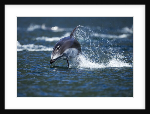 Pacific White-Sided Dolphin, BC, Canada by Anonymous