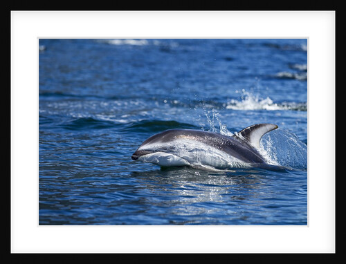 Pacific White-Sided Dolphin, BC, Canada by Anonymous