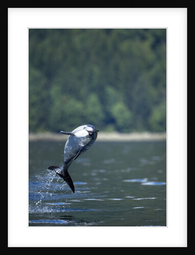 Pacific White-Sided Dolphin, BC, Canada by Anonymous
