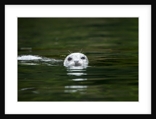Harbor Seal, British Columbia, Canada by Anonymous