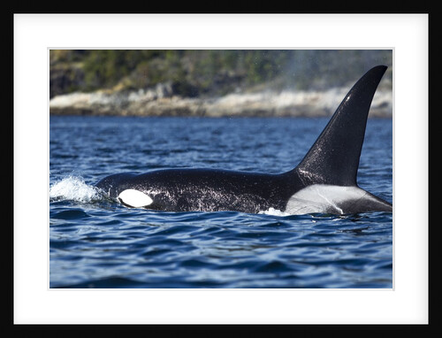 Killer Whale, BC, Canada by Anonymous