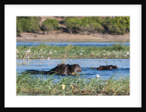 Hippopotamus (Hippopotamus amphibius) by Anonymous