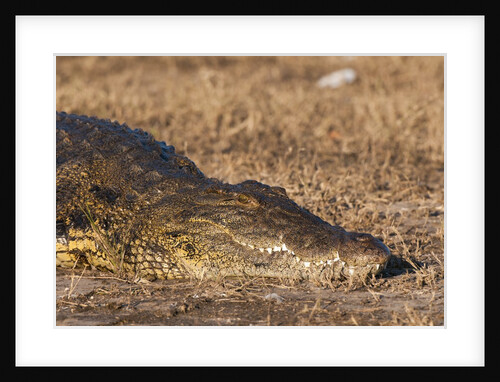 Nile Crocodile (Crocodylus niloticus) by Anonymous